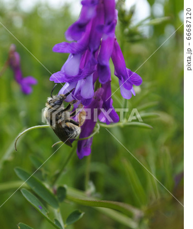 ニッポンヒゲナガハナバチ ナヨクサフジの花の蜜を吸う ニッポンヒゲナガハナバチ ナヨクサフジの花の蜜を吸う 66687120