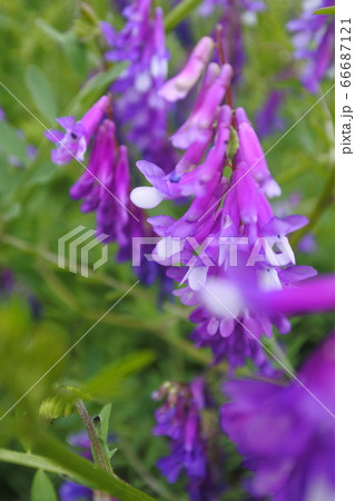 赤紫色が可愛いナヨクサフジの花の房 赤紫色が可愛いナヨクサフジの花の房 66687121