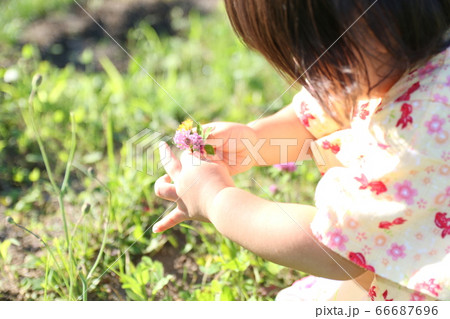 アカツメクサの花を摘む３歳の女の子の写真素材