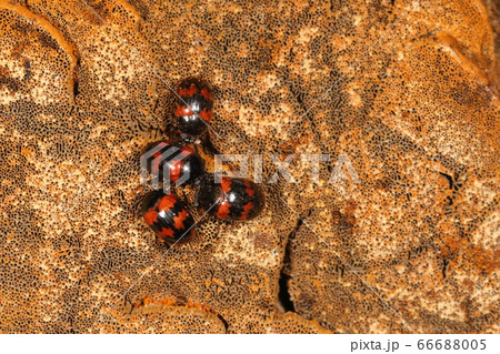 生き物　昆虫　モンキゴミムシダマシ、大きな集団をつくるようで一つのキノコの塊に数十頭の個体がいました 66688005