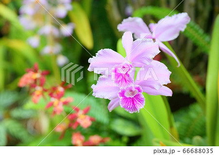 カトレアの花 カトレアの花 66688035