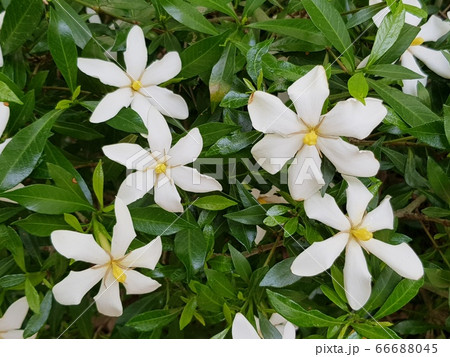 染色 夏の花 ガーデン 66688045