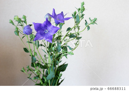 桔梗の花束 66688311