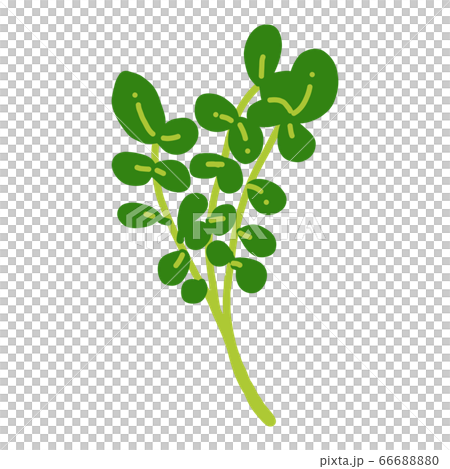 Watercress - Stock Illustration [66688880] - PIXTA