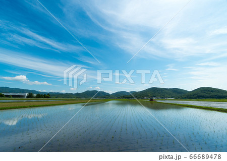 田植え直後の広大な水田の風景イメージ 66689478