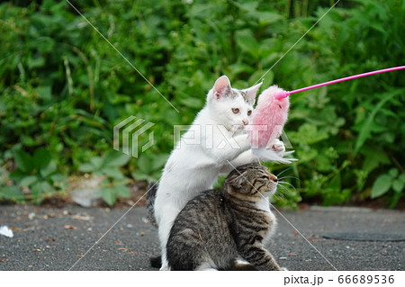 初めての猫じゃらしで大興奮の野良猫の仔猫達 初めての猫じゃらしで大興奮の野良猫の仔猫達 66689536