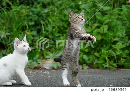 初めての猫じゃらしで大興奮の野良猫の仔猫達 66689545