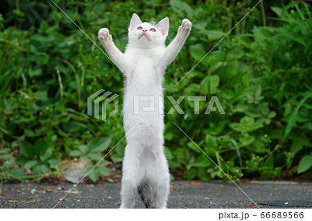 初めての猫じゃらしで大興奮の野良猫の仔猫達 66689566