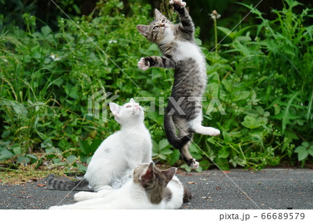初めての猫じゃらしで大興奮の野良猫の仔猫達 66689579