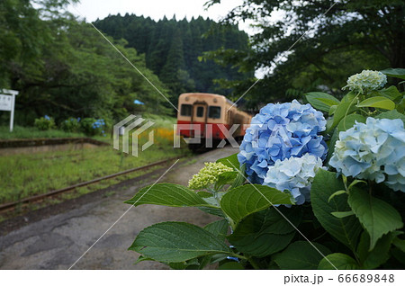 小湊鉄道 アジサイ 小湊鉄道 アジサイ 66689848
