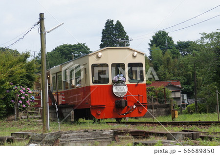 小湊鉄道　アジサイ 66689850