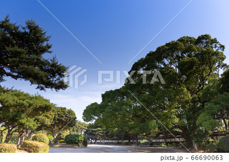 6月の神戸須磨離宮公園の大クスノキ 6月の神戸須磨離宮公園の大クスノキ 66690063