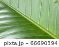 Fresh and closeup green leaves for background 66690394
