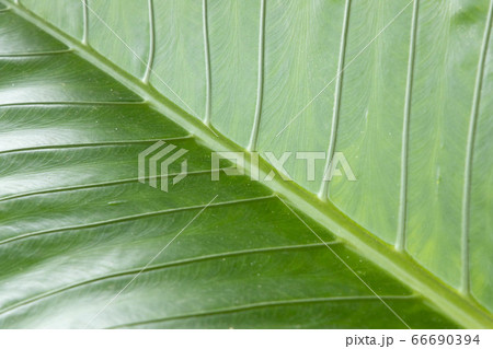 Fresh and closeup green leaves for background Fresh and closeup green leaves for background 66690394