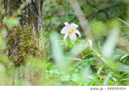 ササユリの花 66690404