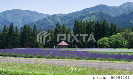 ラベンダー園 秋田県美郷町 ラベンダー園 秋田県美郷町 66691141