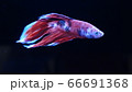 ベタ　闘魚　コイベタ ベールテール 66691368