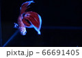 ベタ　闘魚　コイベタ ベールテール 66691405