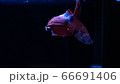 ベタ　闘魚　コイベタ　ベールテール 66691406