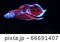ベタ　闘魚　コイベタ　ベールテール 66691407
