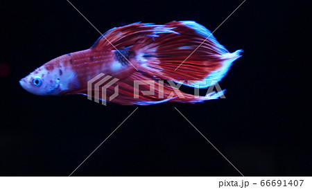 ベタ 闘魚 コイベタ ベールテール ベタ 闘魚 コイベタ ベールテール 66691407