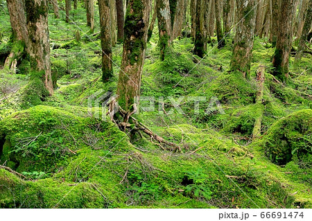 八千穂高原・苔の森 66691474