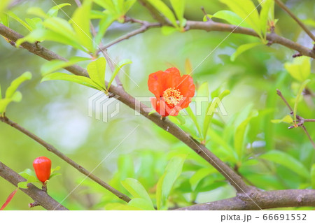 ザクロの花 ザクロの花 66691552