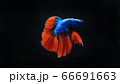 ベタ　闘魚　ハーフムーン バイカラー 66691663
