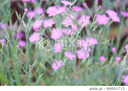 ナデシコの花 ナデシコの花 66691713