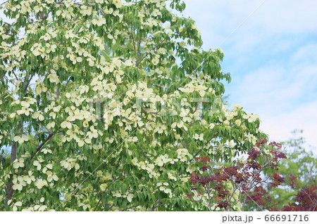 ウンナンヤマボウシの花 ウンナンヤマボウシの花 66691716