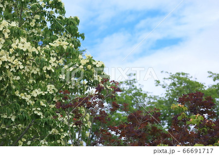 ウンナンヤマボウシの花 ウンナンヤマボウシの花 66691717