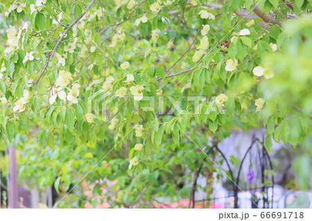 ウンナンヤマボウシの花 ウンナンヤマボウシの花 66691718