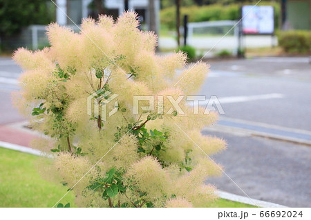スモークツリーの花 66692024