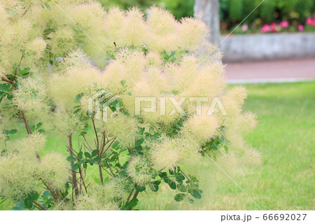 スモークツリーの木 66692027