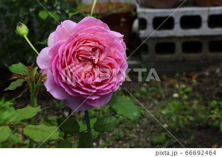 花、薔薇、ピンク色@自宅の庭、堺市、大阪府 花、薔薇、ピンク色@自宅の庭、堺市、大阪府 66692464