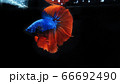 ベタ　闘魚　ハーフムーン バイカラー 66692490