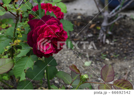 花、薔薇、濃赤色@自宅の庭、堺市、大阪府 花、薔薇、濃赤色@自宅の庭、堺市、大阪府 66692542