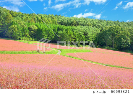 赤そばの里 66693321