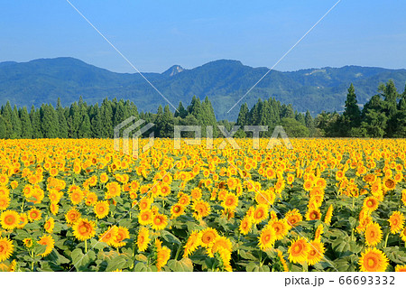 津南ひまわり広場 66693332