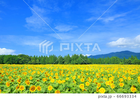 津南ひまわり広場 66693334