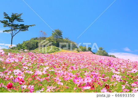 内山牧場大コスモス園 内山牧場大コスモス園 66693350