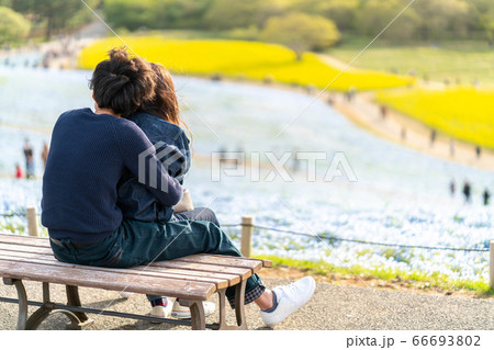ひたち海浜公園ネモフィラ　青の世界 66693802