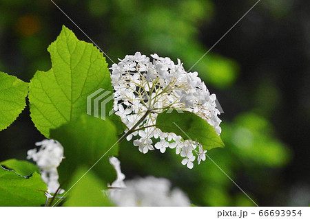 6月 江東288アジサイ・アジサイ科アナベル・夢の島公園 6月 江東288アジサイ・アジサイ科アナベル・夢の島公園 66693954