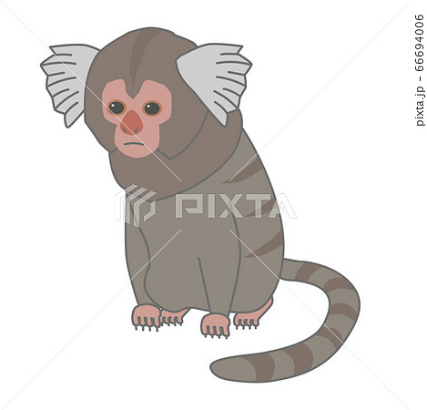 若いコモンマーモセットのベクターイラスト 若いコモンマーモセットのベクターイラスト 66694006