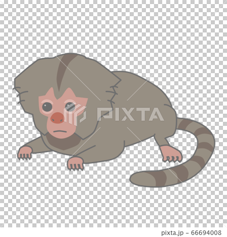 嬰兒普通mar猴的矢量圖 66694008