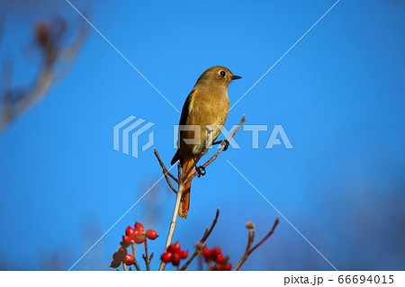 ジョウビタキ 66694015