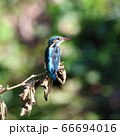 カワセミ 66694016
