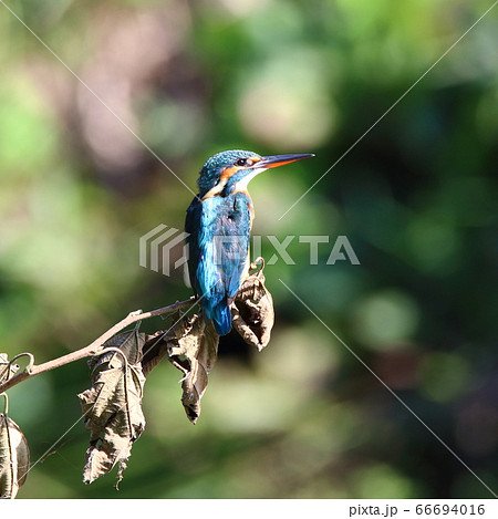 カワセミ 66694016