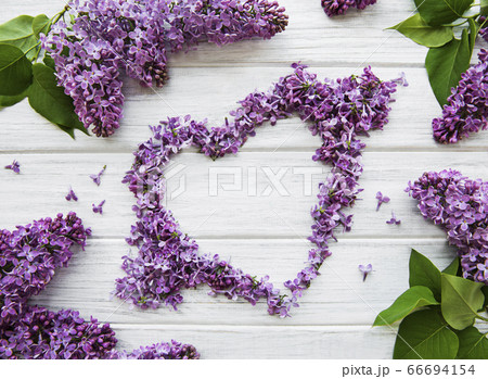 Frame of branches and flowers of lilac in the Frame of branches and flowers of lilac in the 66694154