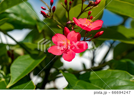 提琴桜の花 接写 沖縄 横位置 66694247
